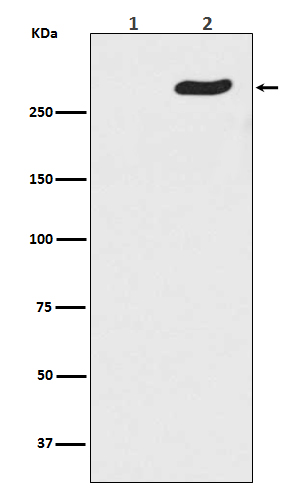 POLR2A (Phospho-Ser5) Rabbit mAb