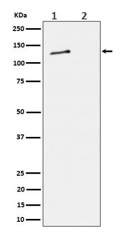 MCM2 (Phospho-Ser27) Rabbit mAb