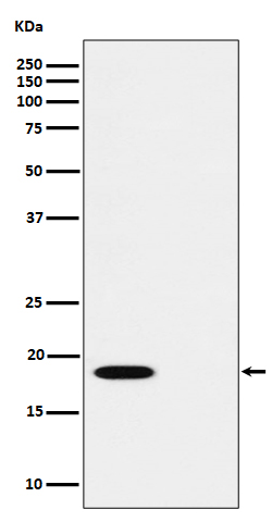 PTS (Phospho-Ser19) Rabbit mAb