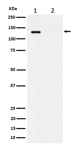 MCM2 (Phospho-Ser41) Rabbit mAb