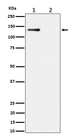 MCM2 (Phospho-Ser108) Rabbit mAb