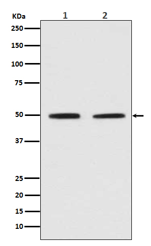 Pygopus 2 Rabbit mAb