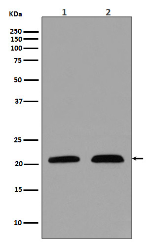 p21 Rabbit mAb