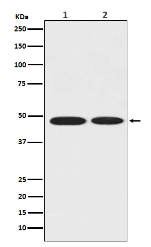 ENO1 Rabbit mAb