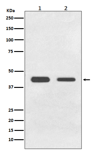 BMP11 Rabbit mAb