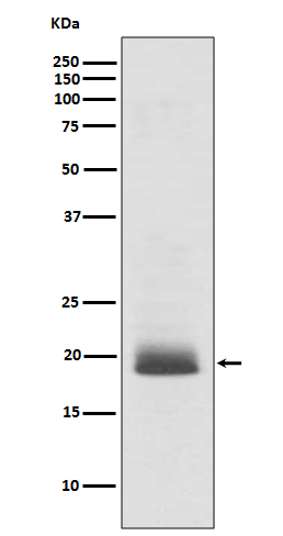 Ras Rabbit mAb