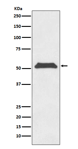 TRF1 Rabbit mAb