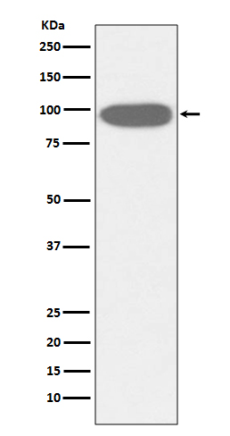 GRP94 Rabbit mAb