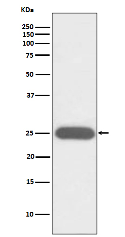 G-CSF Rabbit mAb