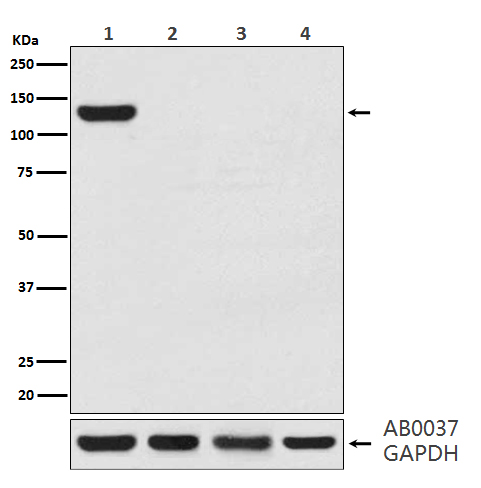 CRISPR-Cas9 SA Rabbit mAb