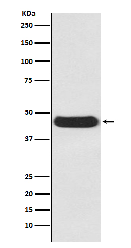 Atg4B Rabbit mAb