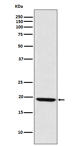 LMO2 Rabbit mAb