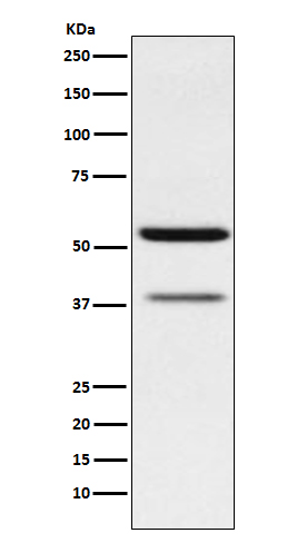 CEACAM6 Rabbit mAb