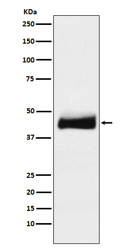 ORM1 Rabbit mAb