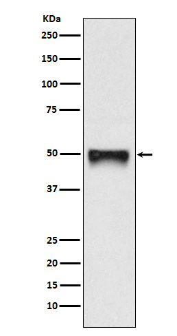 CD209 Rabbit mAb