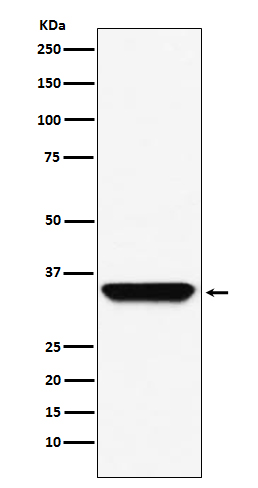 ADORA1 Rabbit mAb 