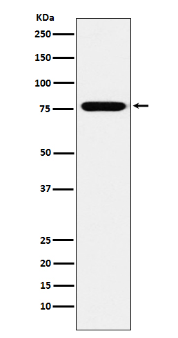 KIF3A Rabbit mAb