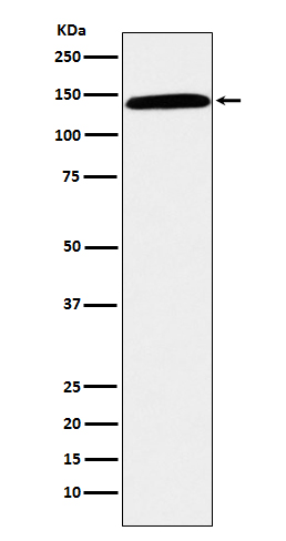 CD42b Rabbit mAb