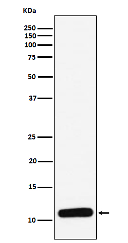 PF4 Rabbit mAb