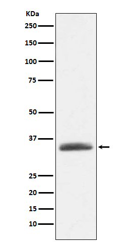 AMBP Rabbit mAb