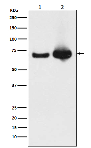 Grp75 Rabbit mAb