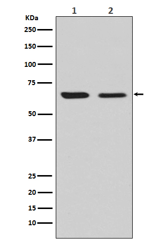 CRMP2 Rabbit mAb
