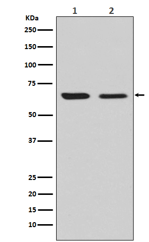 CRMP2 Rabbit mAb