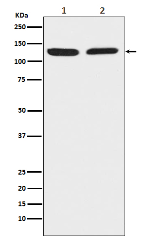 Chromogranin B Rabbit mAb