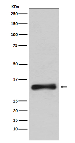 Emerin Rabbit mAb