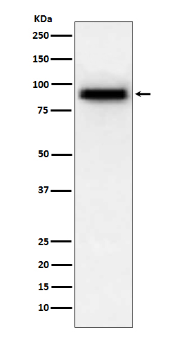 PDE4D Rabbit mAb