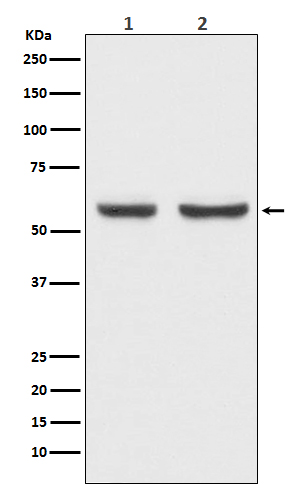 xCT Rabbit mAb