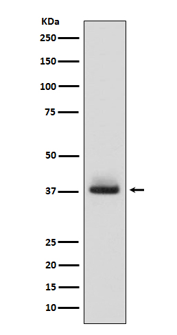 Glycophorin A (CD235a) Rabbit mAb