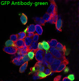 GFP Rabbit mAb