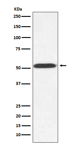 alpha Tubulin (yeast) Rabbit mAb