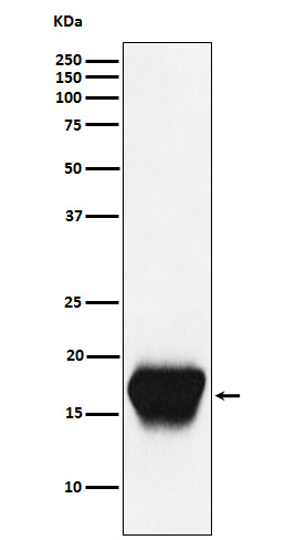 CD52 Rabbit mAb