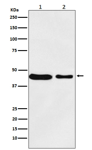 MC4 Receptor Rabbit mAb