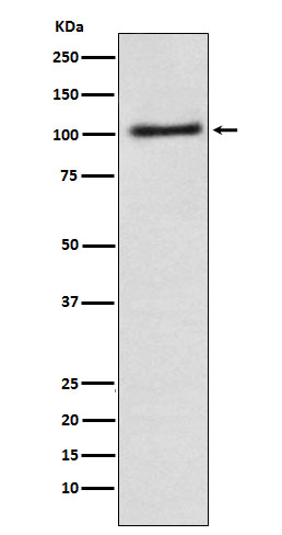 Alpha1 adaptin Rabbit mAb