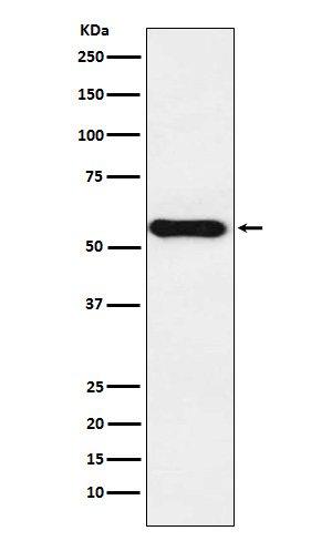 Cytochrome P450 1A2 Rabbit mAb