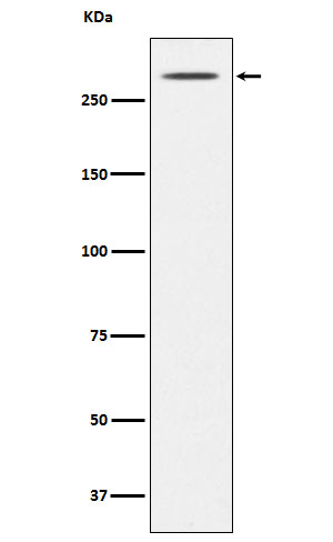 Thyroglobulin Rabbit mAb