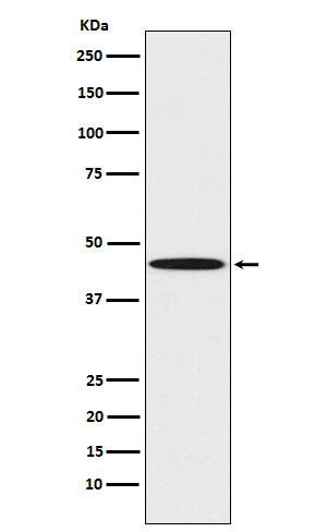 PEDF Rabbit mAb