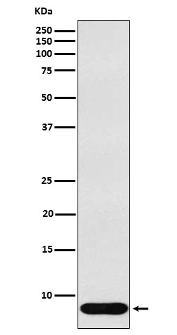 beta Defensin 1 Rabbit mAb