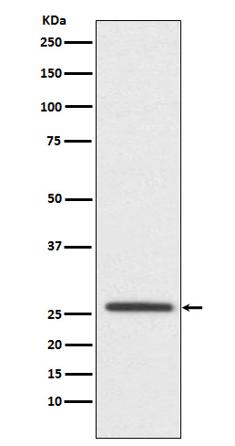 Claudin 11 Rabbit mAb