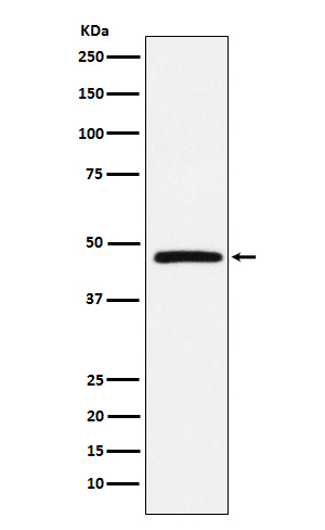 DARC Rabbit mAb