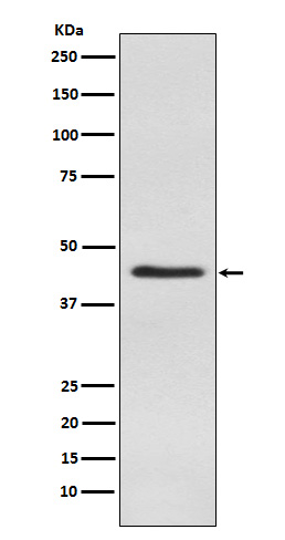 Inhibin alpha Rabbit mAb