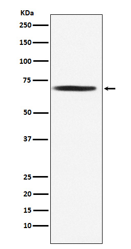 DLAT Rabbit mAb