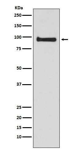 VAV3 Rabbit mAb
