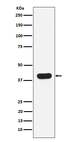 HLA B7 Rabbit mAb