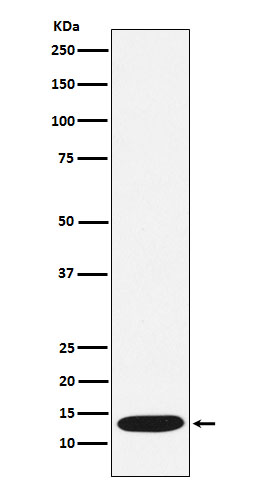 CCL21 Rabbit mAb