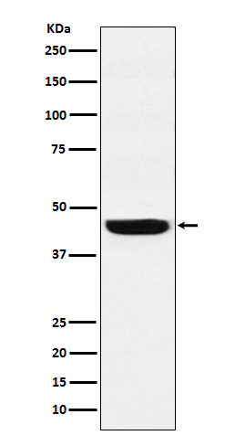 WDR4 Rabbit mAb
