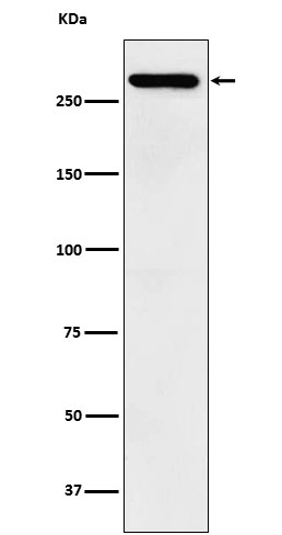 TAF1 Rabbit mAb